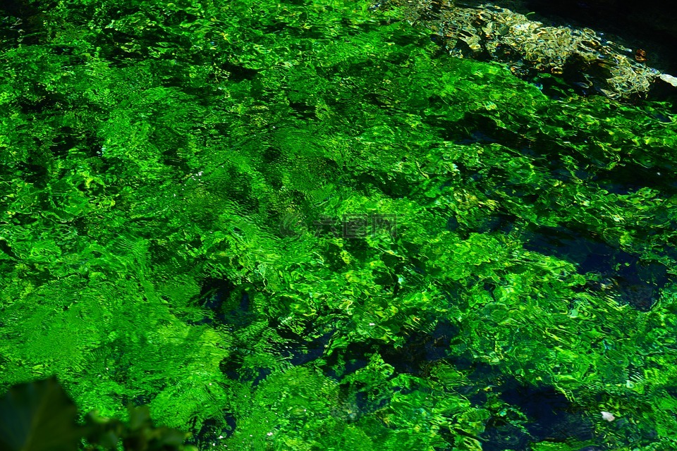 水生植物,绿色,经济增长