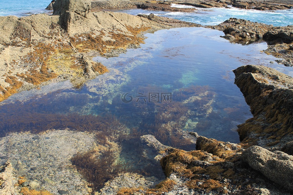 潮池,海洋,水