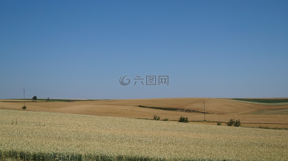 字段,夏天,視圖