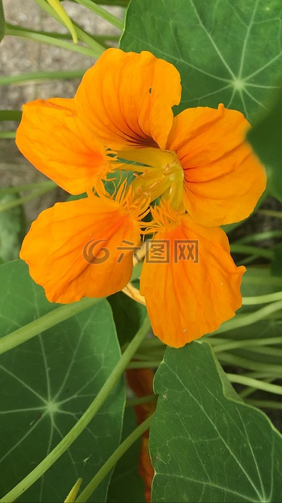花,金蓮花,橙色