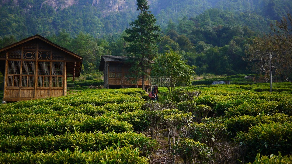茶園,山坡,茶樓