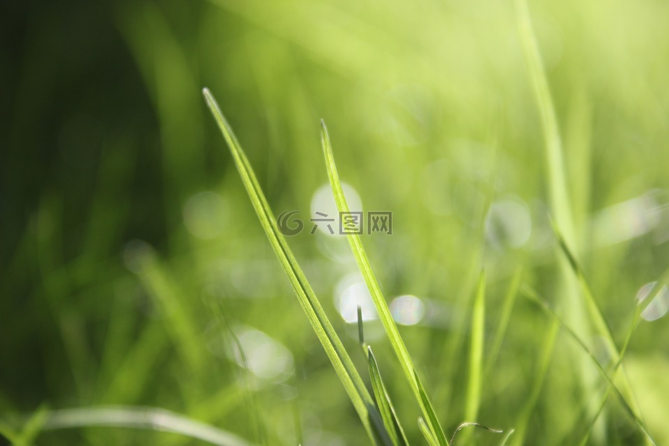 草,散景,性质