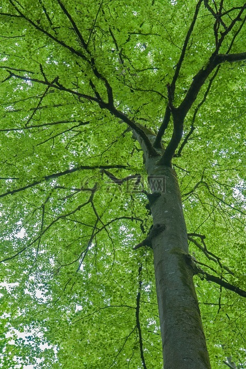 櫸木,春天,樹