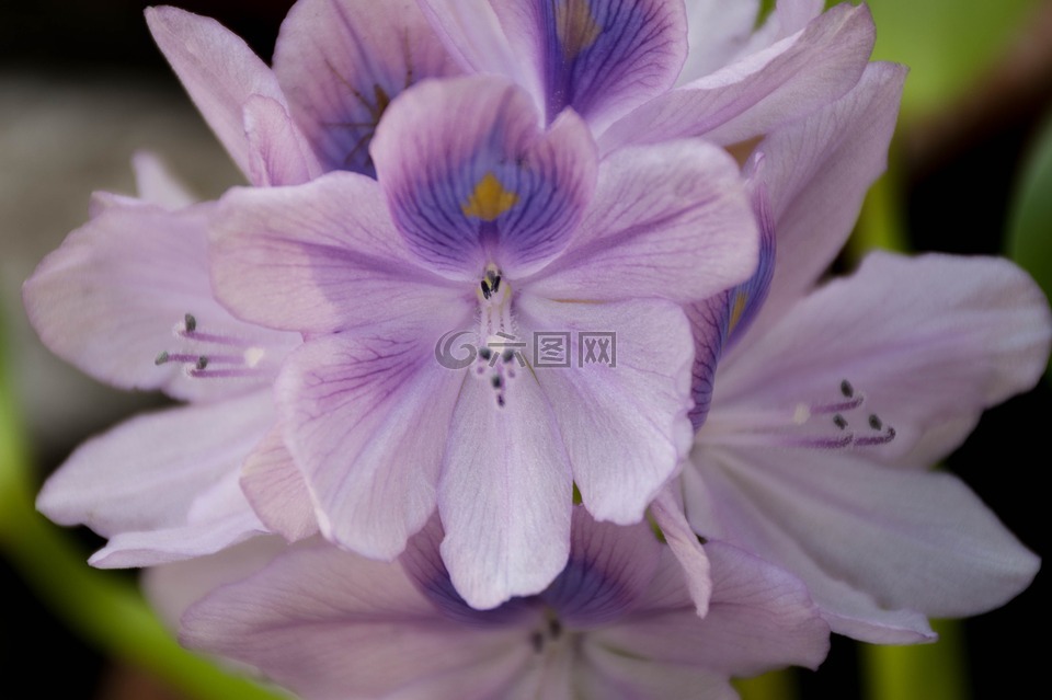 蘭花,紫色的花,蓮花