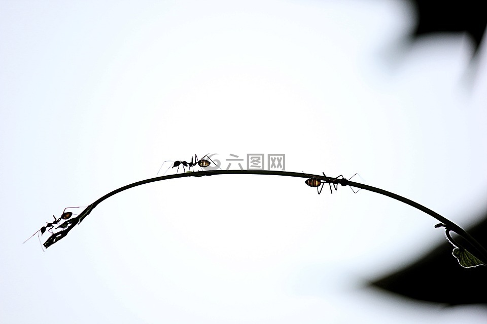 螞蟻,紅螞蟻,爬上樹。