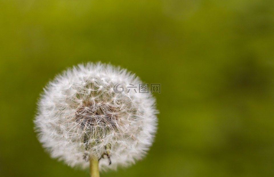 蒲公英,開花接近,指出花