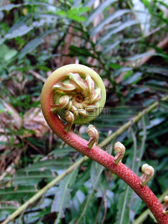 蕨,在萌芽的蕨类植物,春天