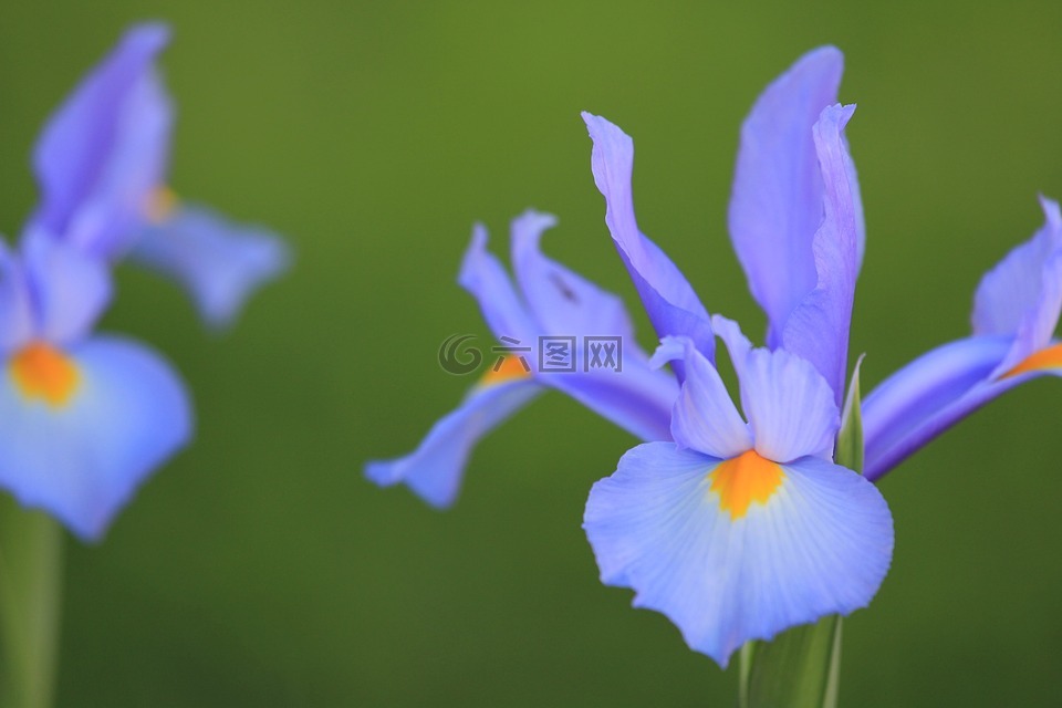 百合,花的,花