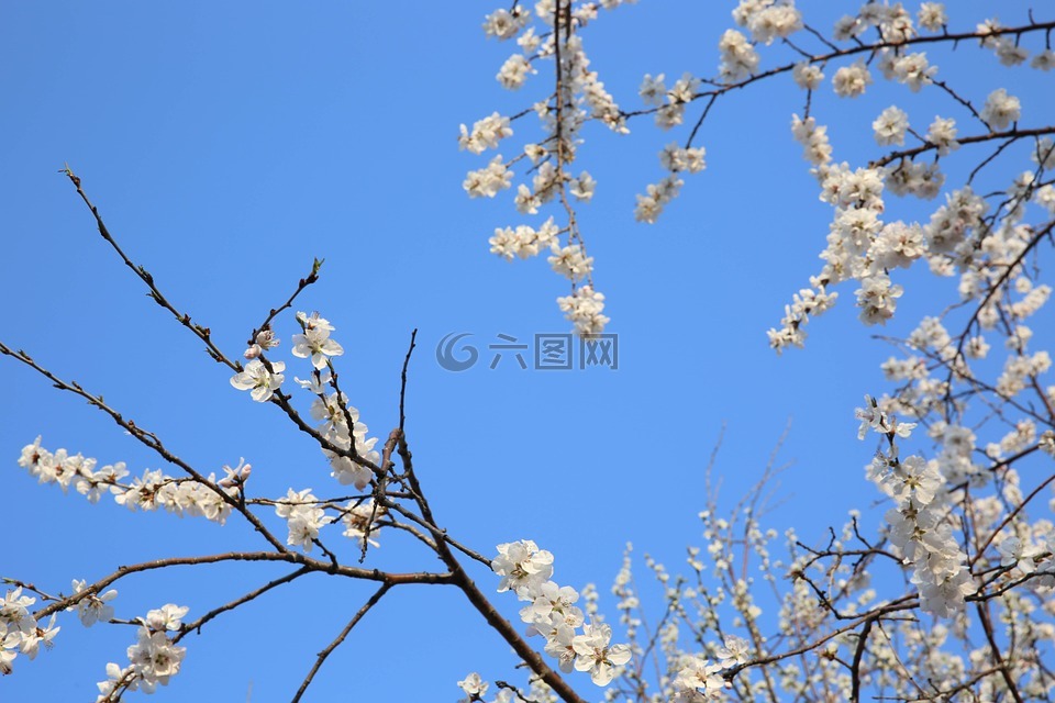 桃花,花木,意境