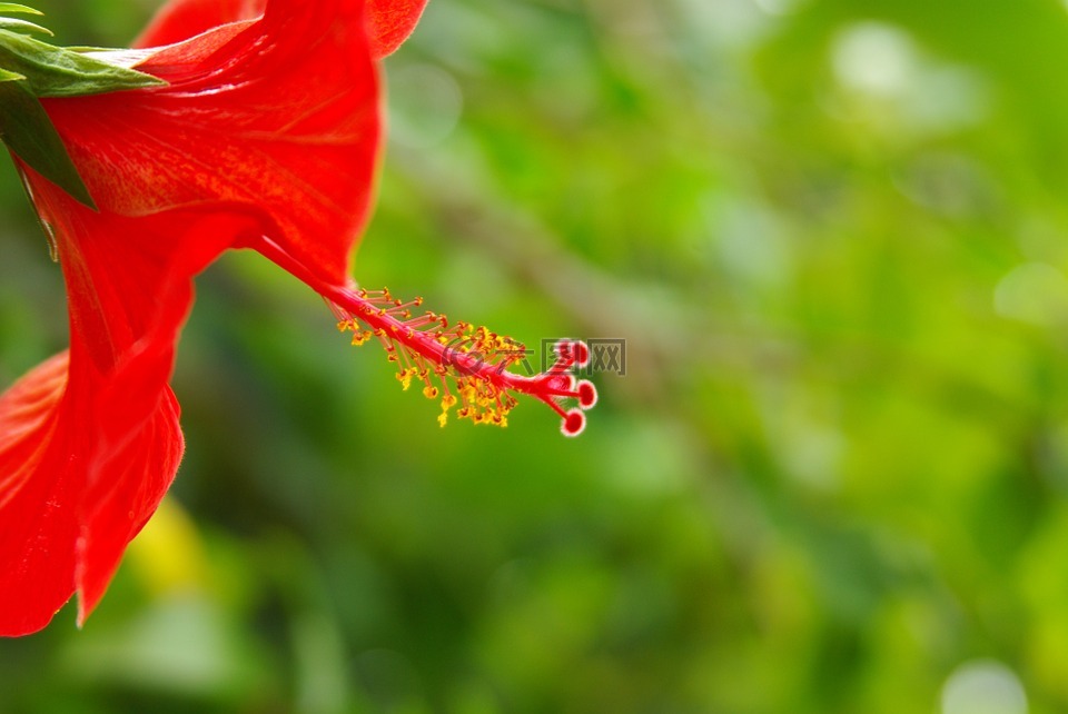 開花,性質(zhì),花