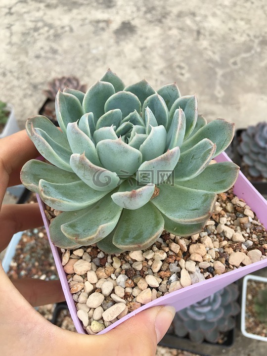 多肉,冰梅,植物