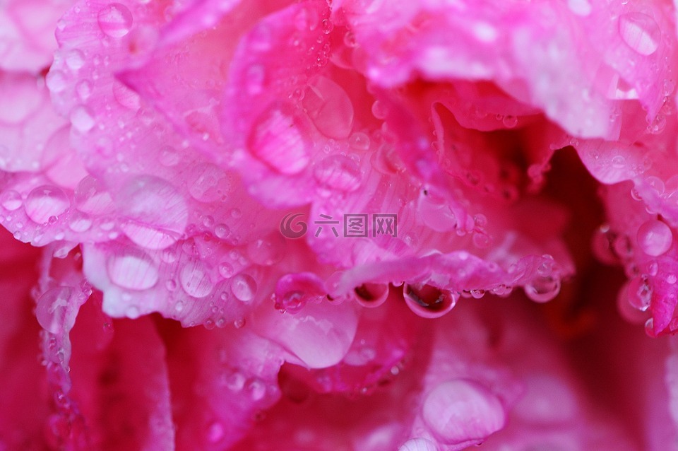 牡丹,雨,滴