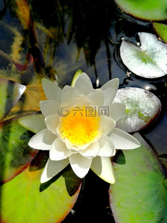 水百合,水,鲜花