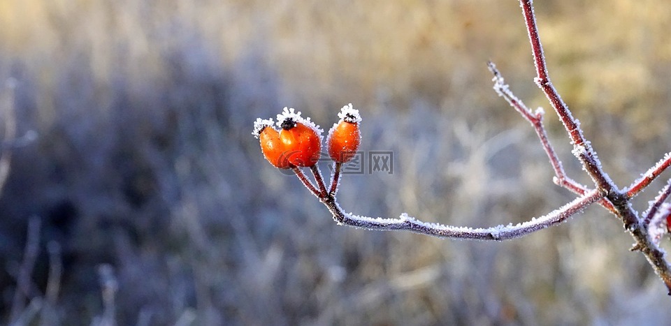 莓果,紅色,森林