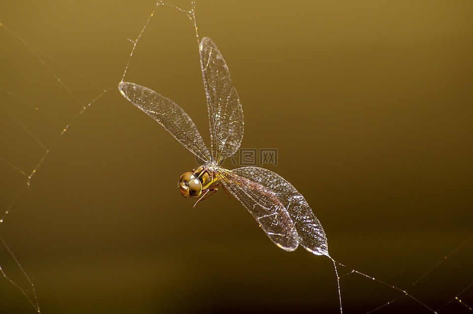 蜻蜓,昆蟲,蜘蛛 web