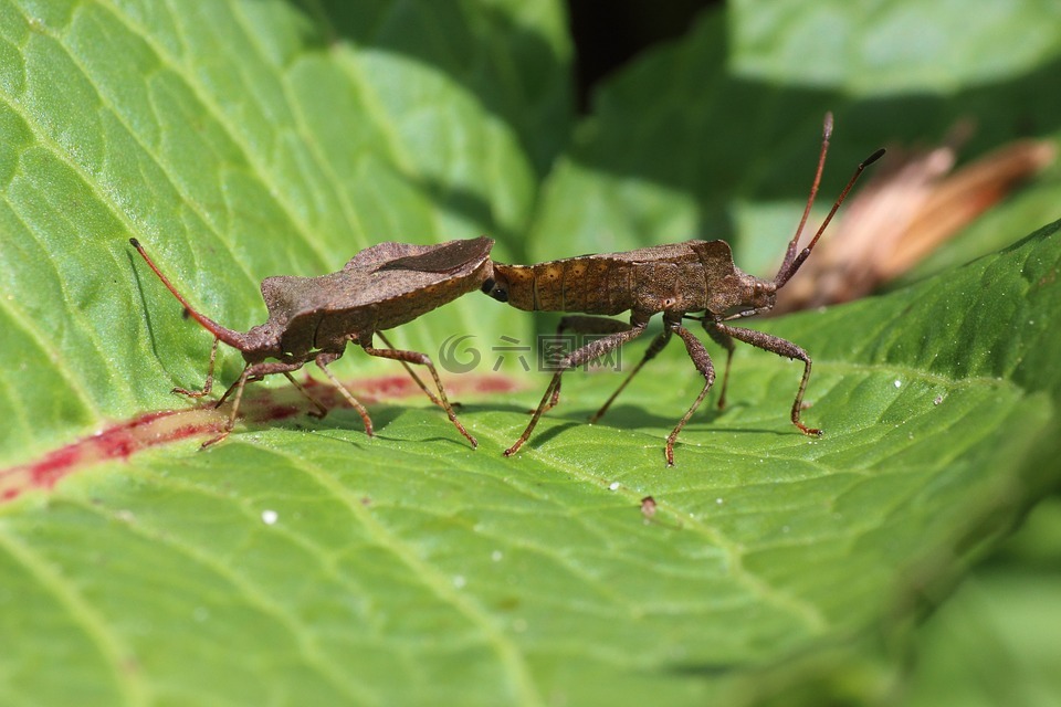 錯誤,葉的 bug,配對