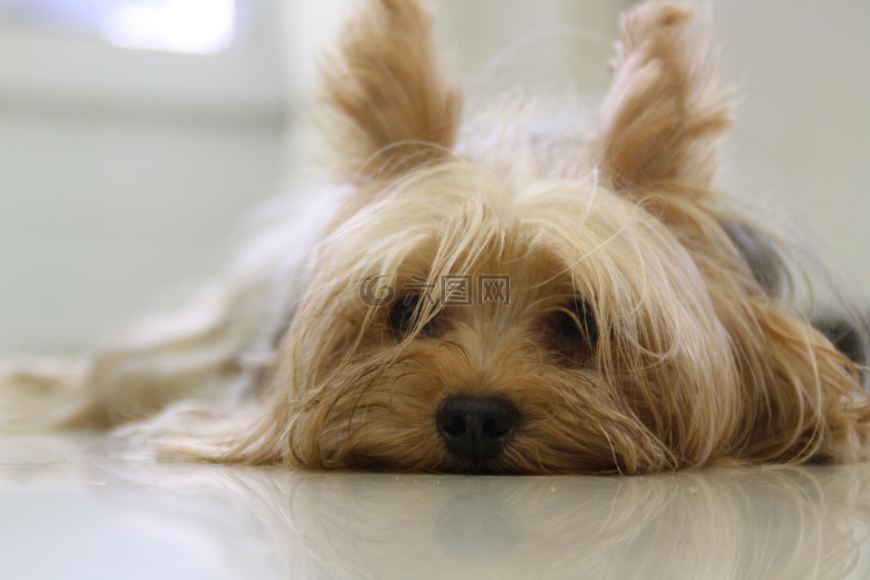 約克夏犬,狗,約克