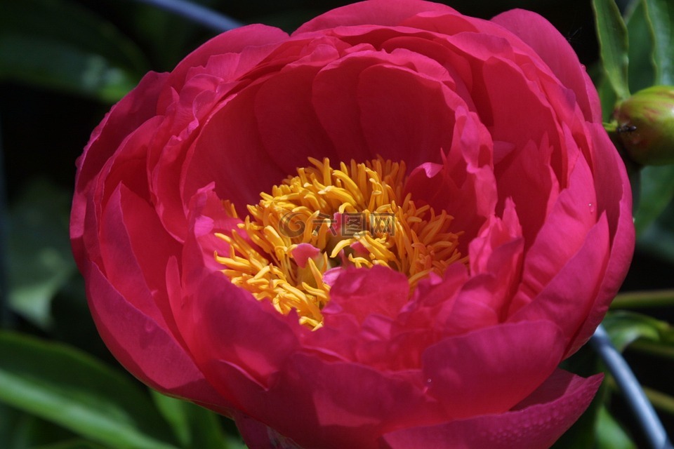 花,開(kāi)花,植物