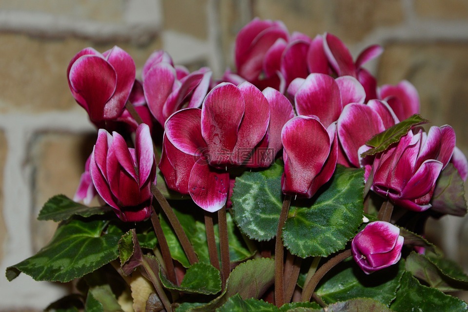 cyclame,仙客來(lái),觀賞植物