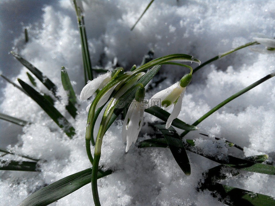 雪花蓮,鮮花,雪