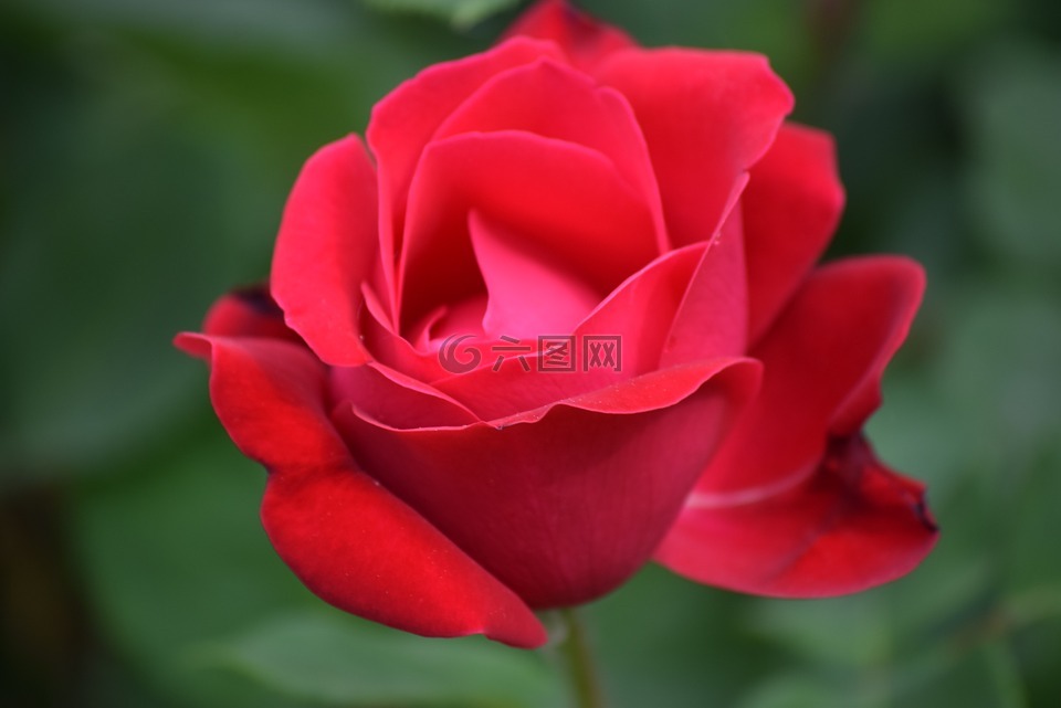 春,羅莎,花園