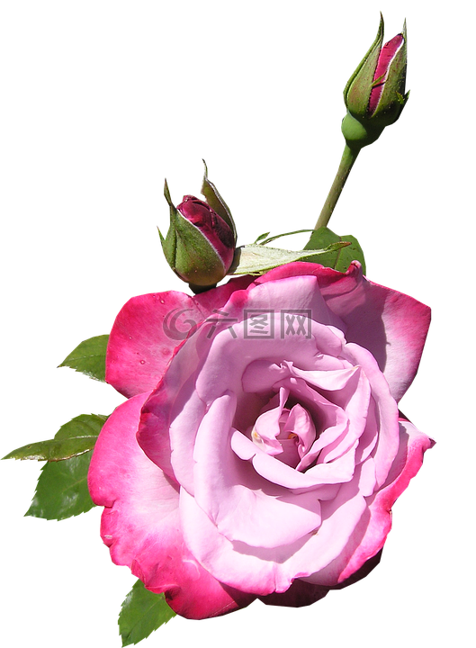 玫瑰,花,芽