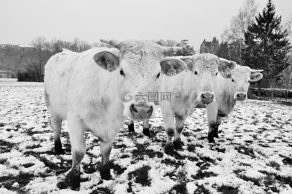 牛,雪,字段
