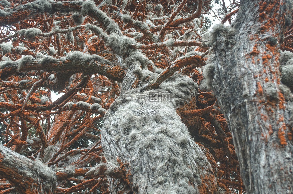 樹干,樹,苔