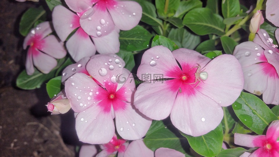 花,蜘蛛,粉红色