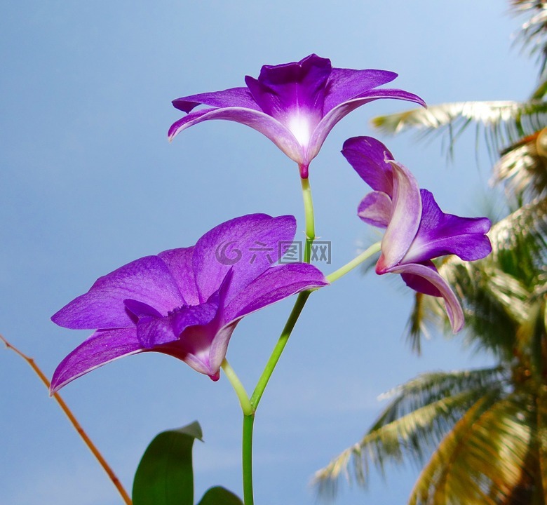蘭花,石斛蘭,紫色