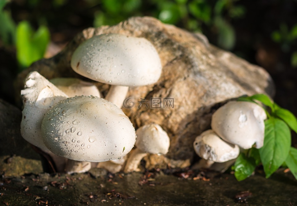 蘑菇,性质,白