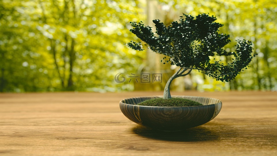 樹,盆景,小樹