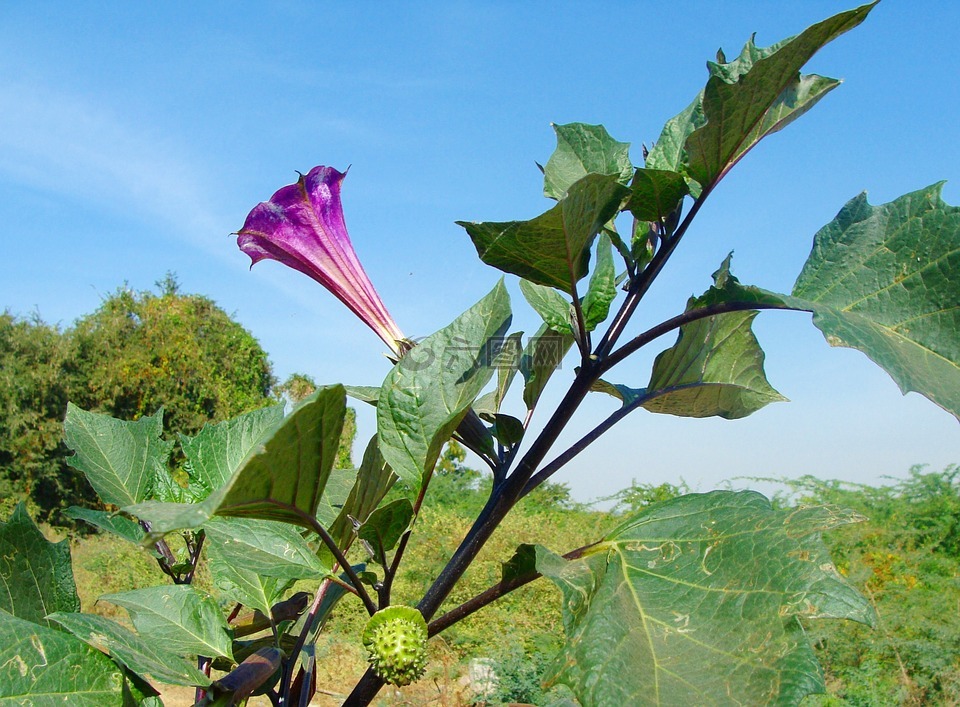 曼陀羅,花的,植物