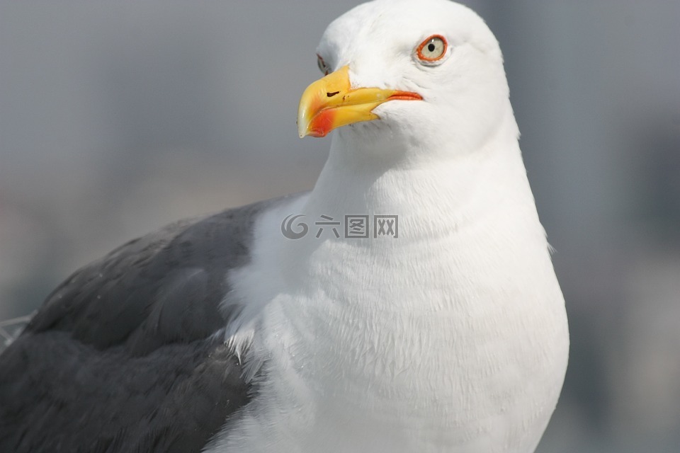 鳥,性質(zhì),野生動物