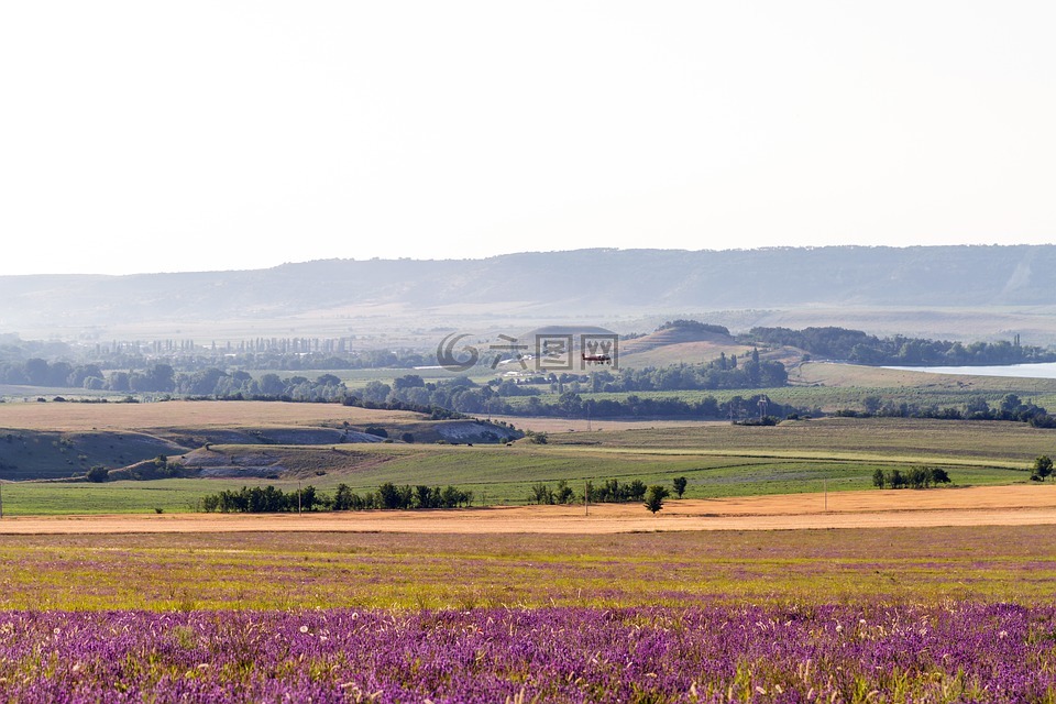 字段,熏衣草,布魯姆