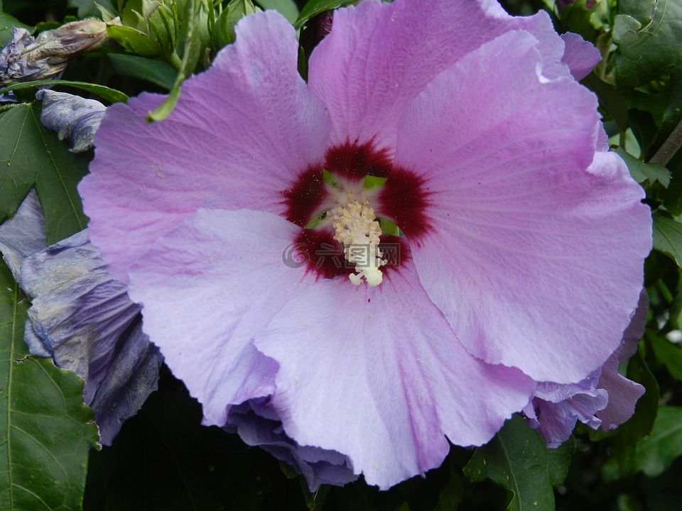 開花,芙蓉,花園