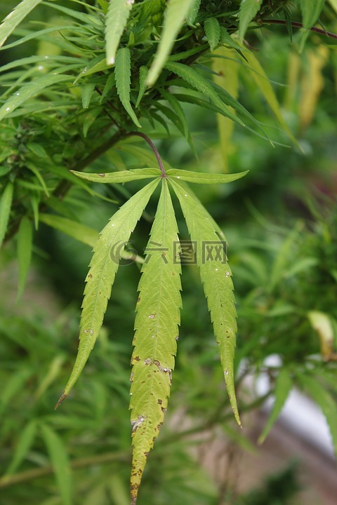 大麻,叶子,厂