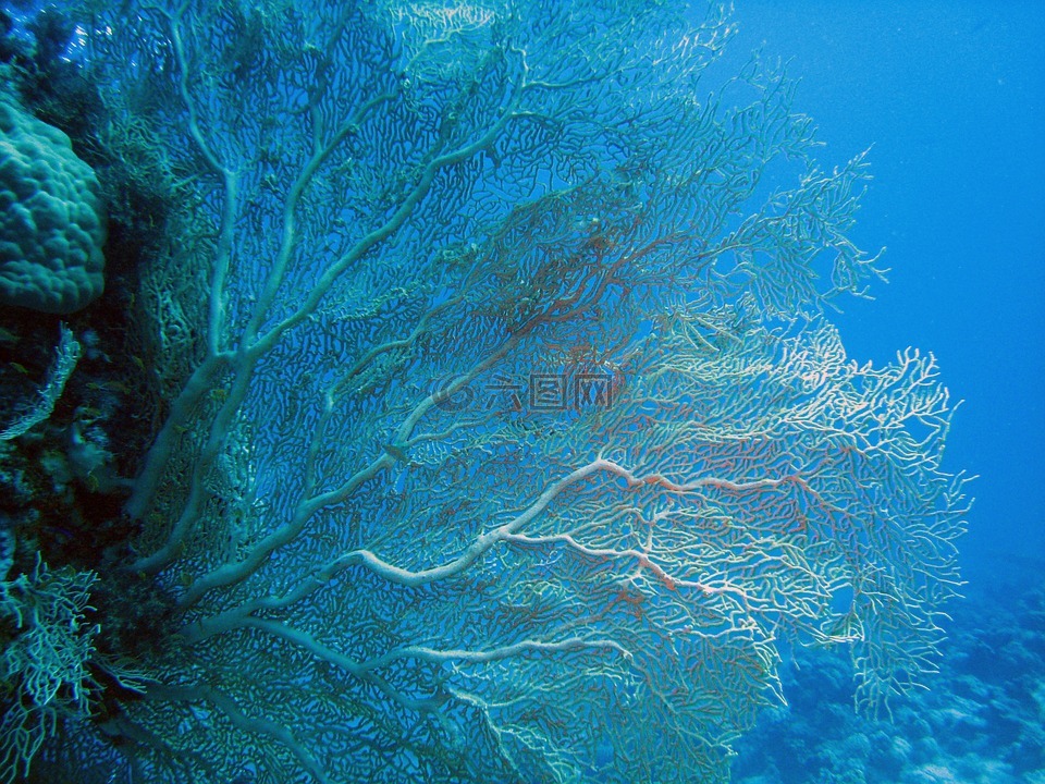 埃及,海,椰子