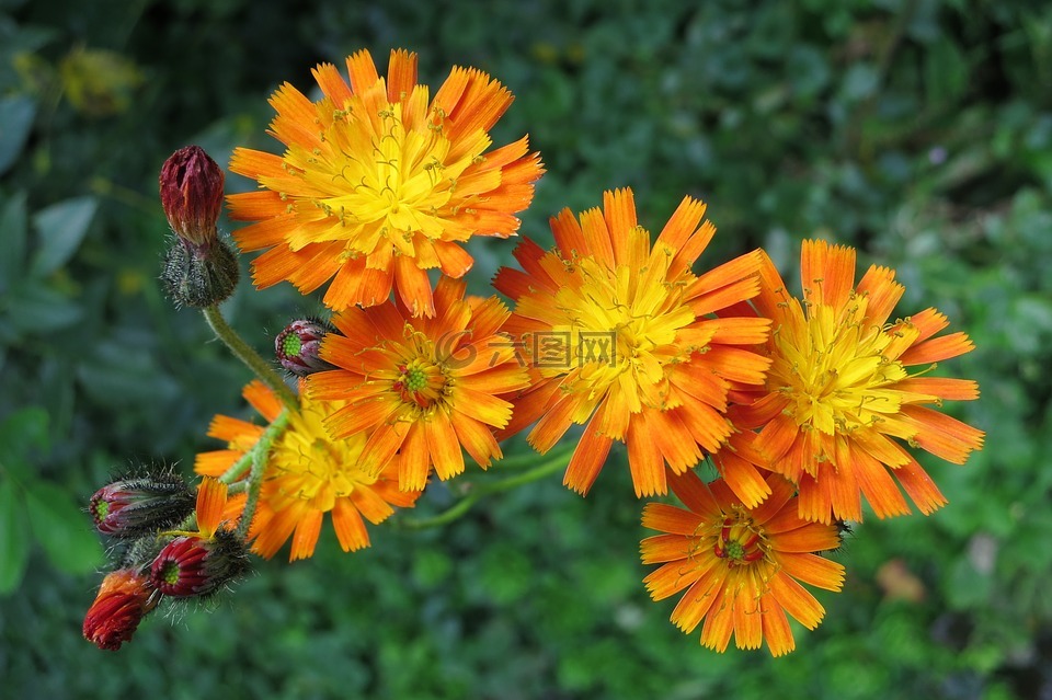 花,性质,花园