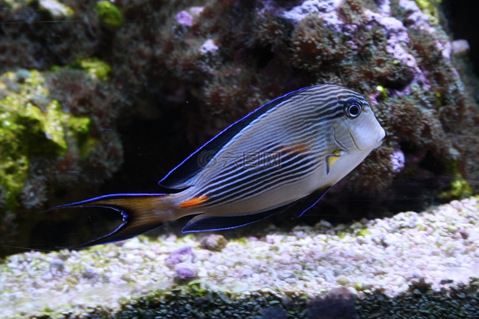 海魚,五顏六色的魚,海洋世界