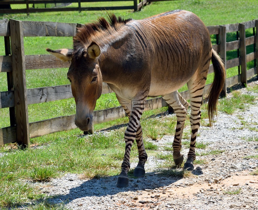 zonkey,动物,哺乳动物