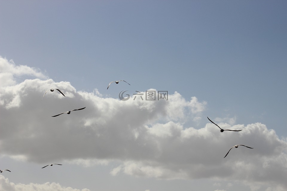 天空,鳥,海鷗