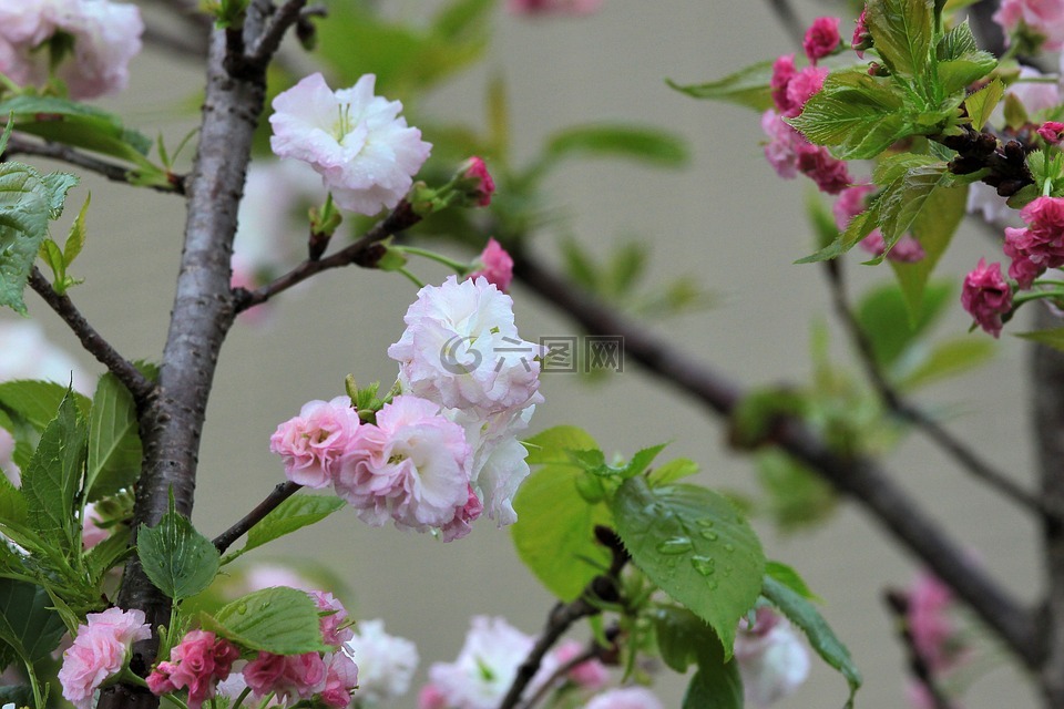 植物,櫻花,菊櫻