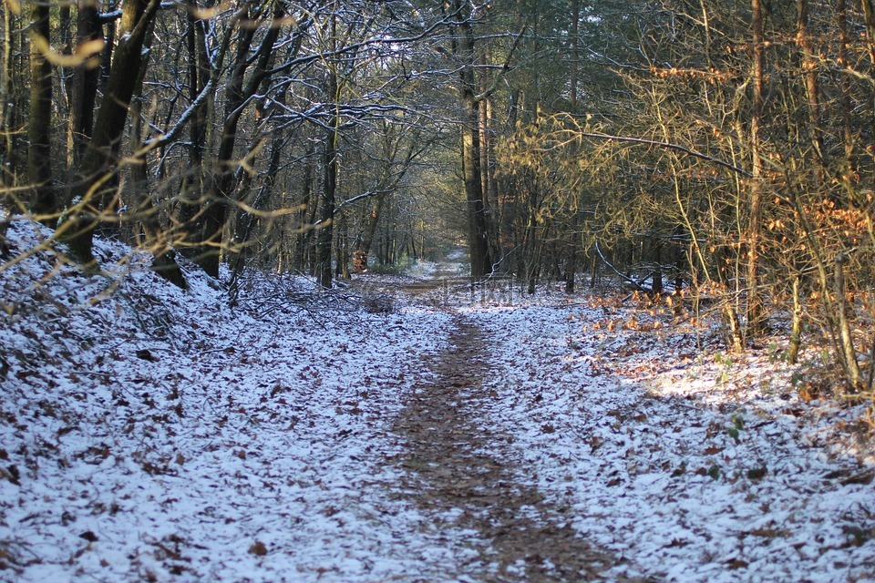 冬季景觀,林,雪