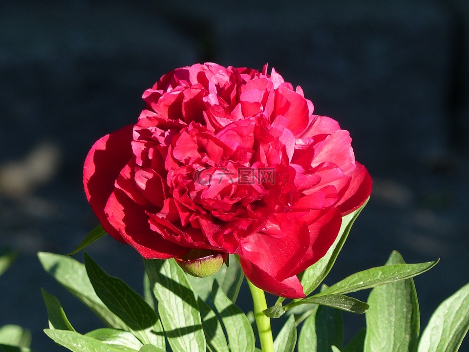 介子,花卉,公園