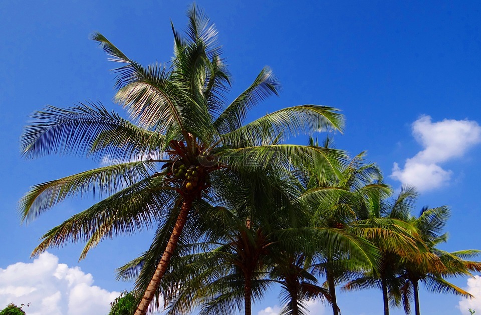 椰子,棕櫚,樹
