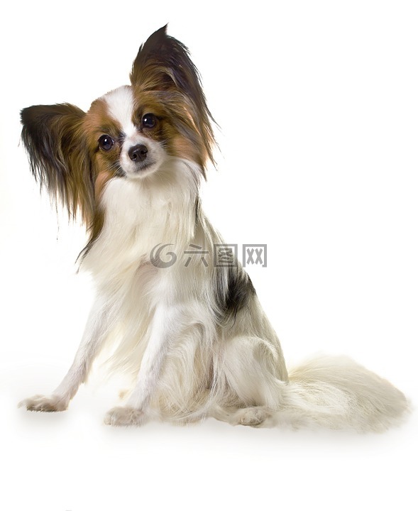 巴比,狗,動物