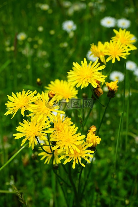 草甸狹翅,花,開花