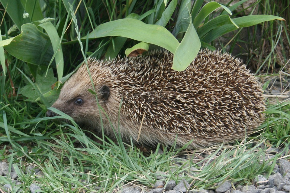性質(zhì),刺猬,動物