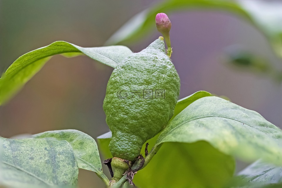 柠檬,柠檬芽,绿色